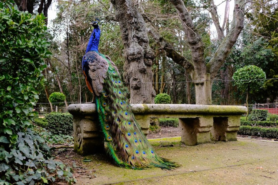 Pfau auf Steinbank